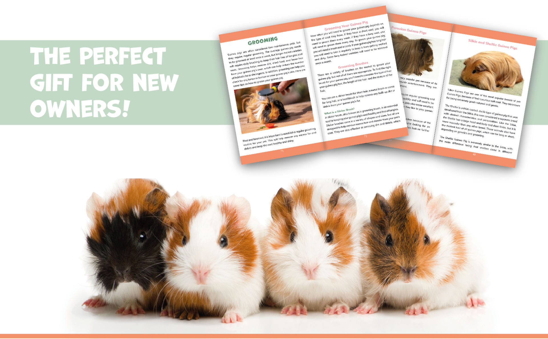 Guinea Pigs Care Guide Inside