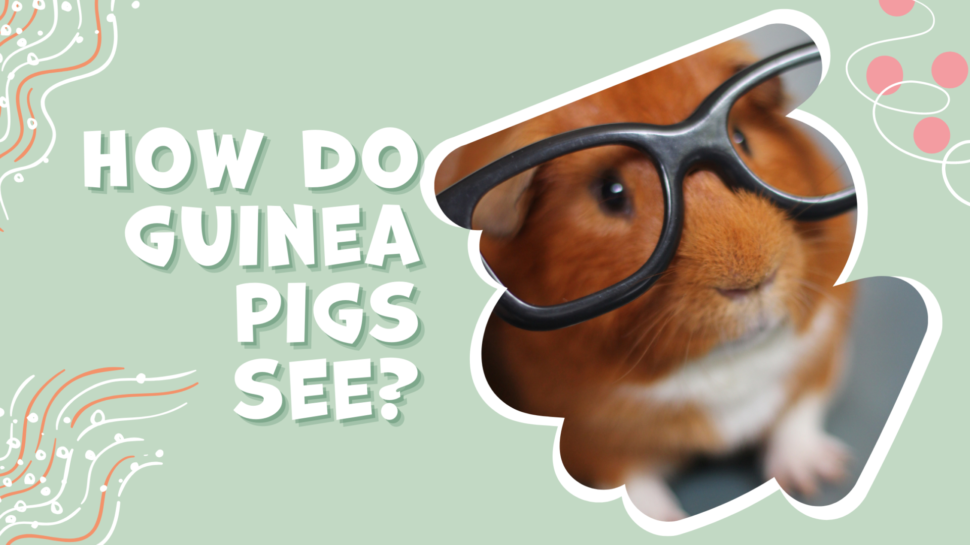 How Do Guinea Pigs See?